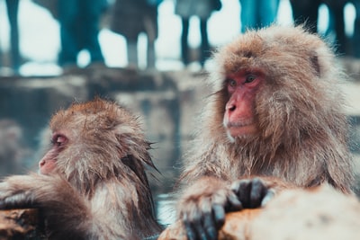 两个棕色猴子的选择性聚焦摄影